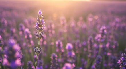 Naklejka premium A single lavender stalk stands tall, bathed in the warm glow of the setting sun amidst a sea of purple blossoms
