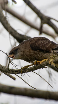 sparrow on a branch