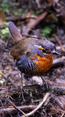 thrush-like forest bird