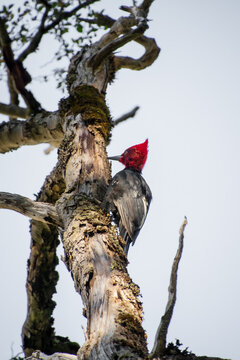 black woodpecker