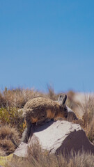 Fototapeta premium wold animal in the desert