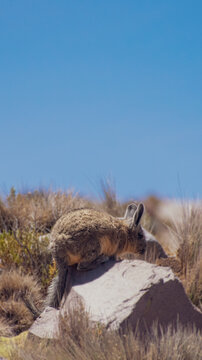 wold animal in the desert