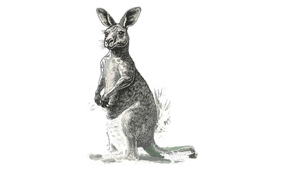 Hand-drawn Kangaroo in Outback, Vintage Australian Wildlife Design, Black Sketch Effect, Rustic Nature Illustration, Engraved Animal Art, Safari Wall Decor, old engraving style, wildlife print