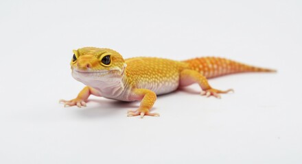 Naklejka premium Vibrant yellow gecko poses brightly lit against white background. AI Generated