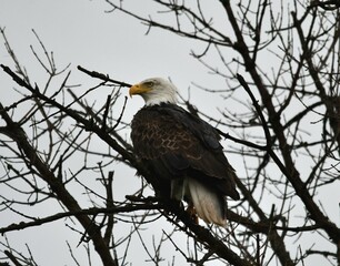 white tailed bald  eagle