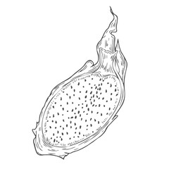 Vector illustration of pitahaya fruit. Dragon fruit, exotic fruit, tropical fruit. Hand drawn vector graphics, linear black and white drawing, isolated element.