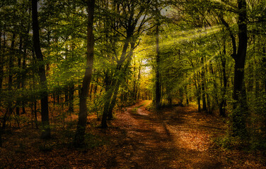 Broad leaf trees forest at spring daylight