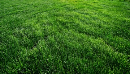 Fototapeta premium the texture of green grass field