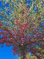tree in autumn