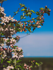 Spring