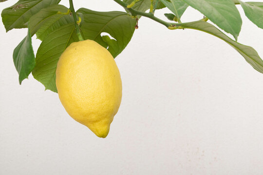 Fresh Lemon on Branch with White Background