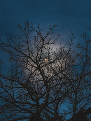 tree at night
