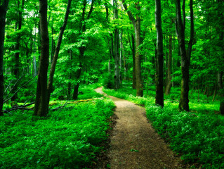 Naklejka premium Broad leaf trees primeval forest at spring daylight
