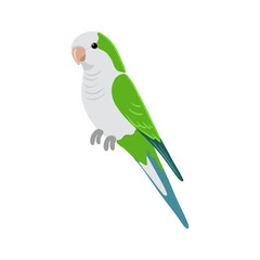 vector drawing bird, Quaker parrot, hand drawn monk parakeet, isolated nature design element