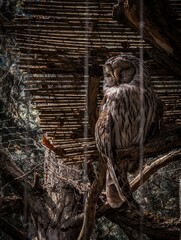 great horned owl