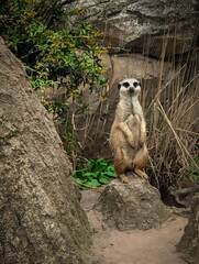 meerkat on guard
