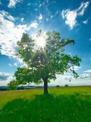 Green meadow at spring daylight