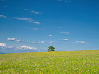 Green meadow at spring daylight