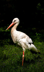 stork on the grass