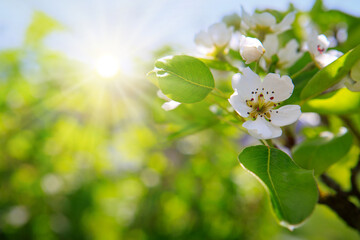 A close-up of a beautiful pear tree blossom on a bright green background