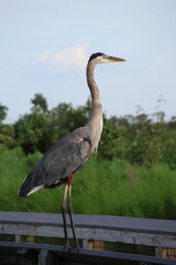 great blue heron on the boardwalk