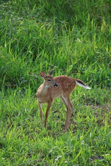 deer in the grass