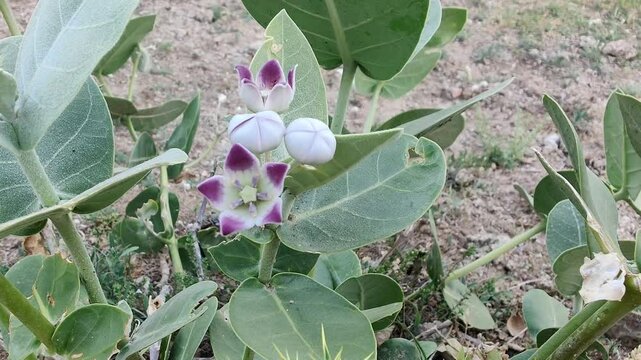 Calotropis procera, giant milkweed or apple of sodom plant, flowers and seeds footage 