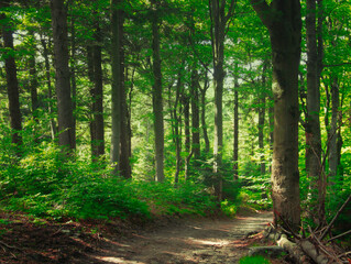 Obraz premium Mountain forest in the Beskydy mountains on a summer day