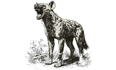 Hand-drawn hyena illustration, vintage animal engraving, black sketch effect, safari wildlife art, old style drawing, antique wildlife print, nature wall decor, wild animal drawing