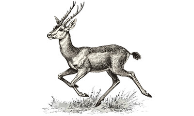 Monochrome Antelope Illustration, Old Engraving Wildlife Print, Detailed Fauna Etching, Rustic Safari Animal Drawing, Vintage Black Sketch, Line Art Animal, Elegant Nature Scene