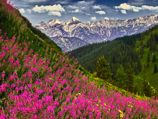 Colorful mountain meadow flowers during summer day near Saalbach Hinterglemm Leogang ski resort, green meadows, mountains, dramatic sky, clouds, Creative post processing