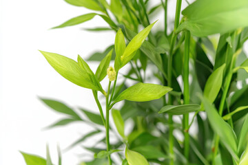 Fototapeta premium Lush green leaves of tropical plant, showcasing vibrant shades and delicate textures, evoke sense of freshness and vitality