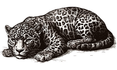 Jaguar Lying Down, Vintage Animal Sketch, Hand-drawn Engraving Illustration, Monochrome Jungle Wild Cat Art, Scientific Wildlife Etching, Rustic Safari Wall Decor, black sketch, old engraving style