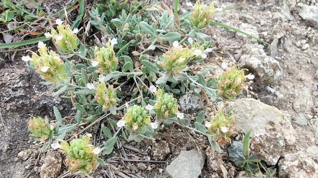 Felty germander or the Teucrium polium plant and flowers footage 