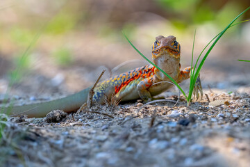 lizard on the ground