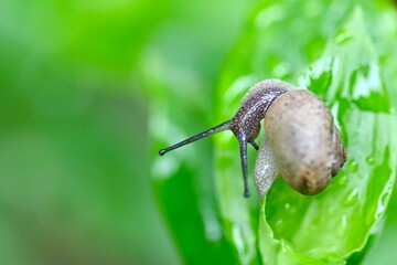 snail on a leaf