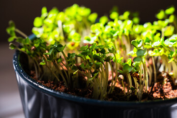 Close-up of microgreens plants. Green leaves of vegetable greens. Home gardening. Eco lifestyles