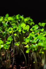 Close-up of microgreens plants. Green leaves of vegetable greens. Home gardening. Eco lifestyles