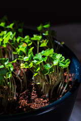 Close-up of microgreens plants. Green leaves of vegetable greens. Home gardening. Eco lifestyles