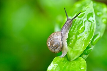 snail on a leaf