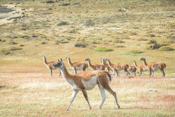 Guanacos observing in Torres del Paine, Patagonia. Wildlife in their natural habitat. Serene nature & travel.