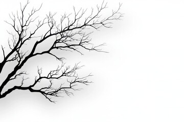 Silhouette of bare tree branches against white background minimalist nature photography tree limb branches isolated