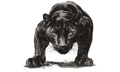Vintage Panther Illustration, Black Sketch, Rustic Animal Print, Crouching Wild Cat, Old Engraving Style, Hand-drawn Wildlife Art, Antique Wall Decor, Wild Cat Poster