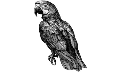 Vintage Parrot Sitting with Wings Folded, Hand-drawn Tropical Bird Line Illustration, Monochrome Exotic Wildlife Art, Old Engraving Style, Rustic Jungle Decor, Nature Sketch