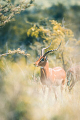 Male impala standing in tall grass in the African bush