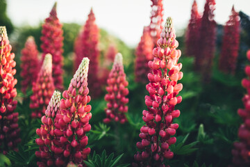 Lupins