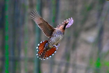 pheasant male in flight