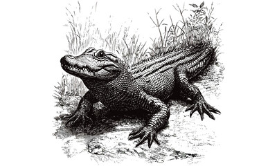 Retro wildlife etching of crocodile, monochrome reptile line drawing, detailed nature sketch, vintage animal print, rustic fauna illustration, antique engraving style, classic riverbank scene