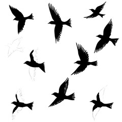 silhouettes of birds