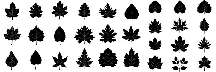 Fototapeta premium The design element features a black set of leaf silhouettes for decoration